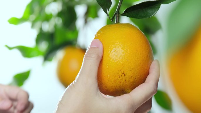 摘橙子  橙子 脐橙