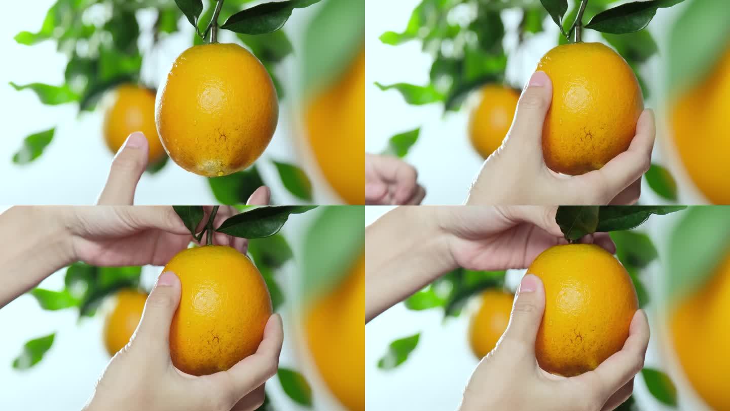 摘橙子  橙子 脐橙