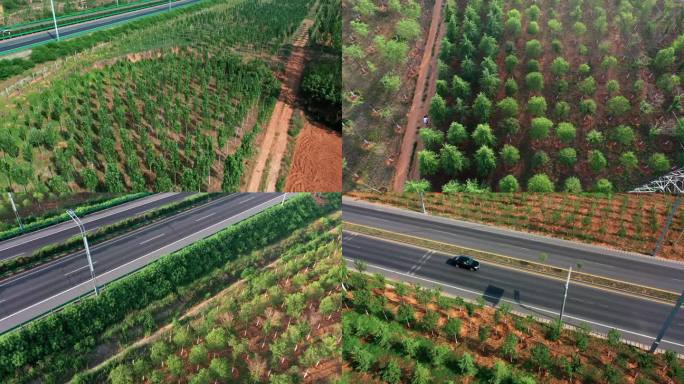 道路两旁植树造林