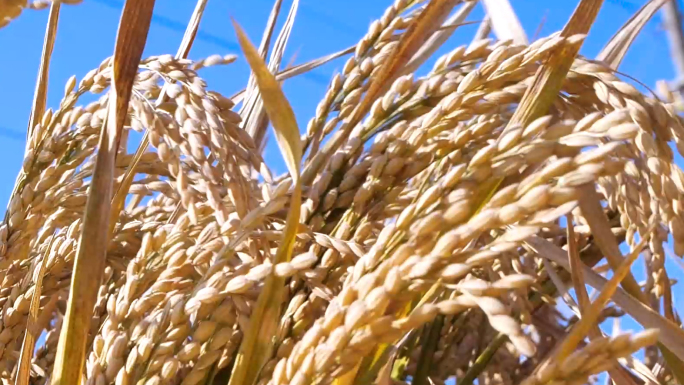 秋季农民收割水稻