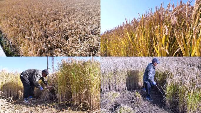 秋季农民收割水稻