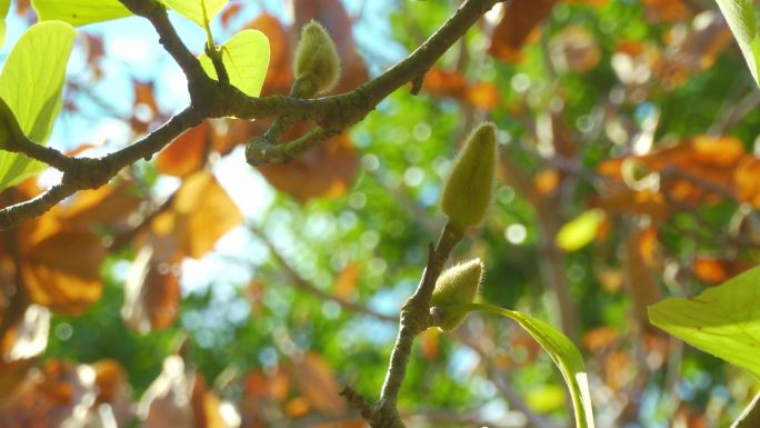 中药辛夷、玉兰花蕾