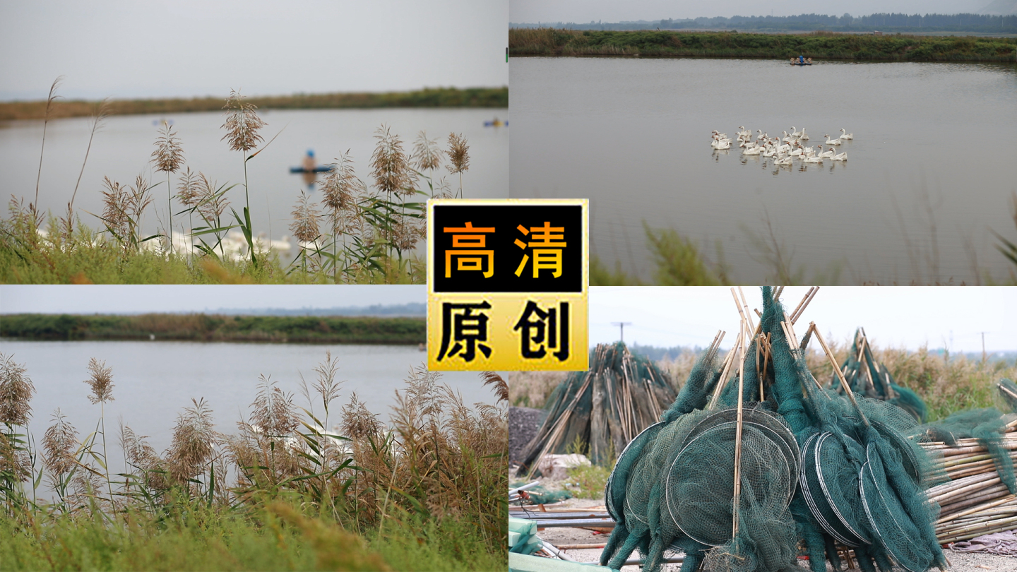 鸭-鸭子-鸭子戏水-芦苇-鸭子养殖-湖水