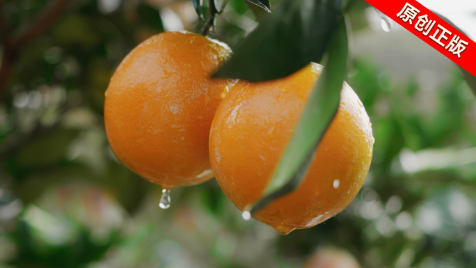 脐橙脐橙园丰收农民采摘脐橙水果农业扶贫