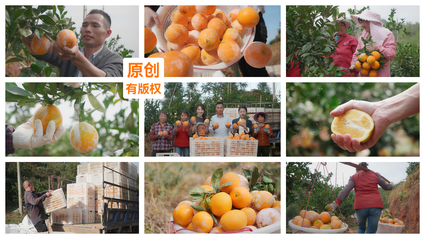 脐橙脐橙园丰收农民采摘脐橙水果农业扶贫
