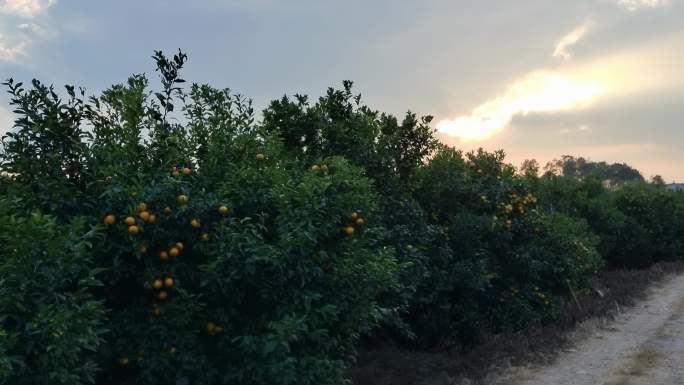 沃柑种植基地植物园果苗园艺场水果园晚霞