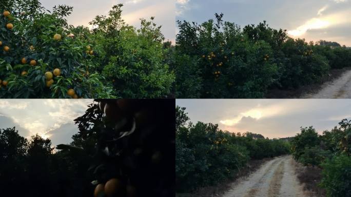 沃柑种植基地植物园果苗园艺场水果园晚霞