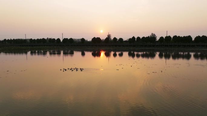 5K夕阳下的湖面水鸟