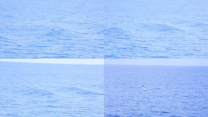 海水 海鸥 天空 海豚