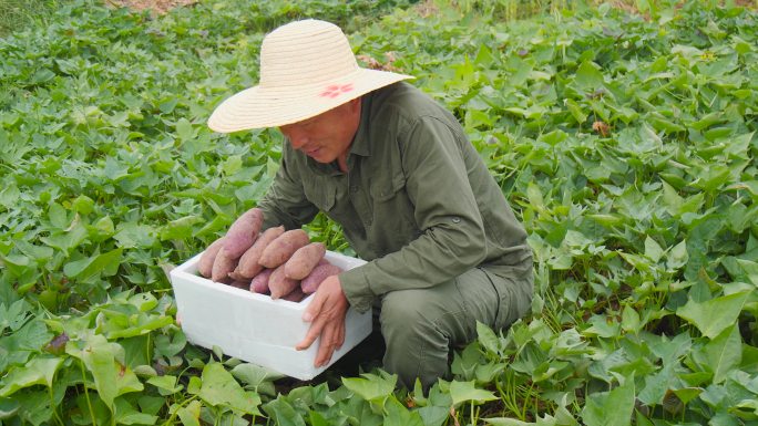 沙地紫薯