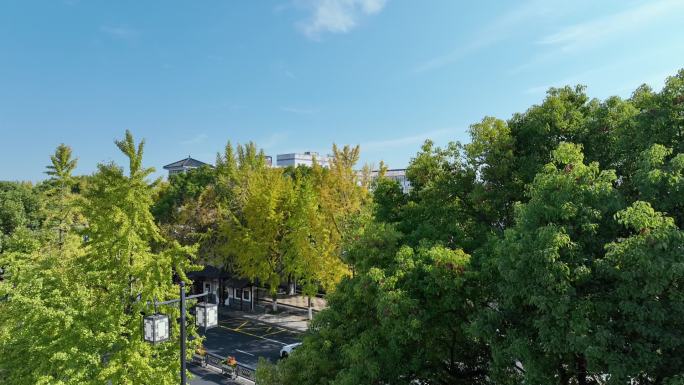 城市建筑 秋天 金黄色 街道 银杏叶 河