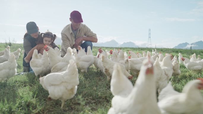 一个快乐的高加索家庭，有一个孩子在他们的家禽农场手工喂鸡。母亲、父亲和女儿在有机农场共度时光。已婚夫