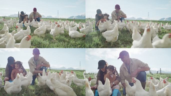 一个快乐的高加索家庭，有一个孩子在他们的家禽农场手工喂鸡。母亲、父亲和女儿在有机农场共度时光。已婚夫