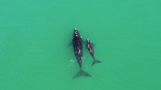 南露脊鲸的母亲和幼崽