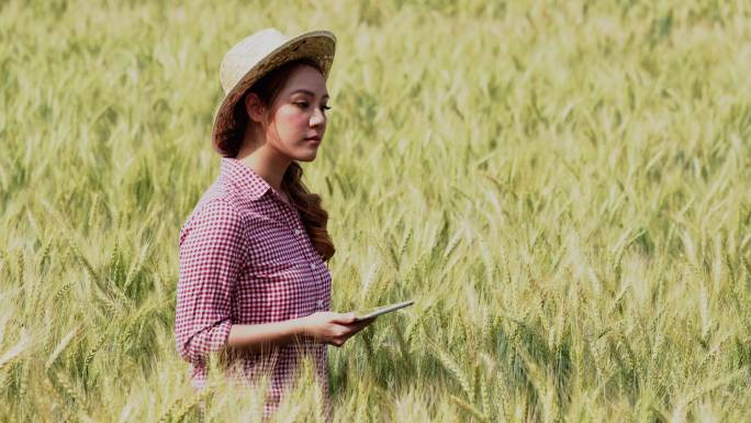 年轻的美女亚洲农艺师老板使用模拟数字平板电脑。站在美丽的成熟麦田里。