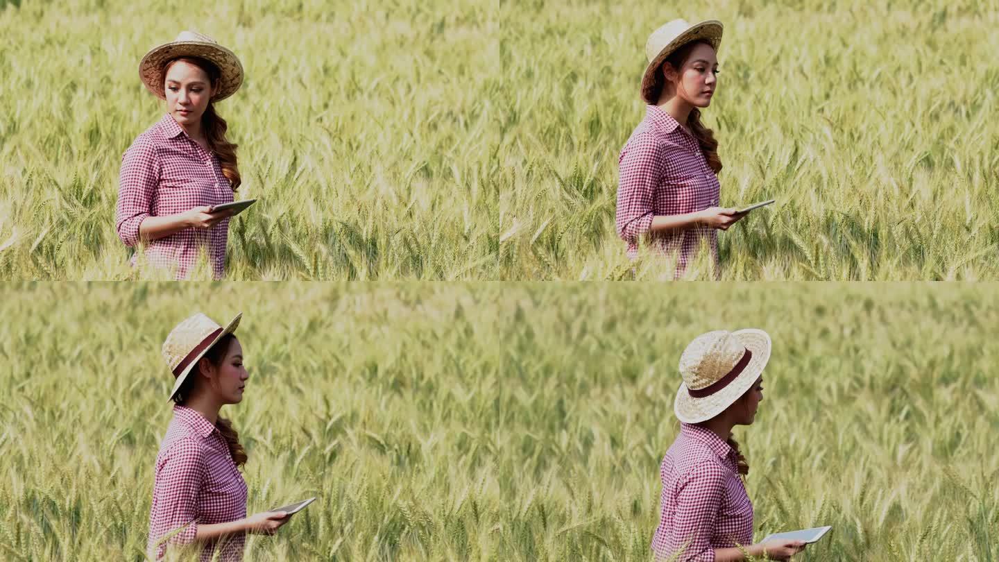年轻的美女亚洲农艺师老板使用模拟数字平板电脑。站在美丽的成熟麦田里。