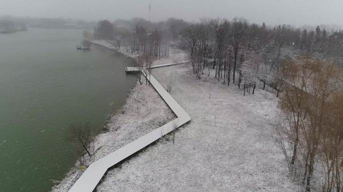 池杉林雪景