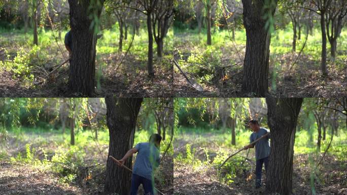 园林绿化工程-古树养护