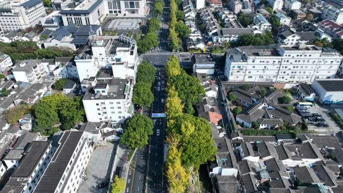 城市建筑 秋天 金黄色 街道 银杏叶 河