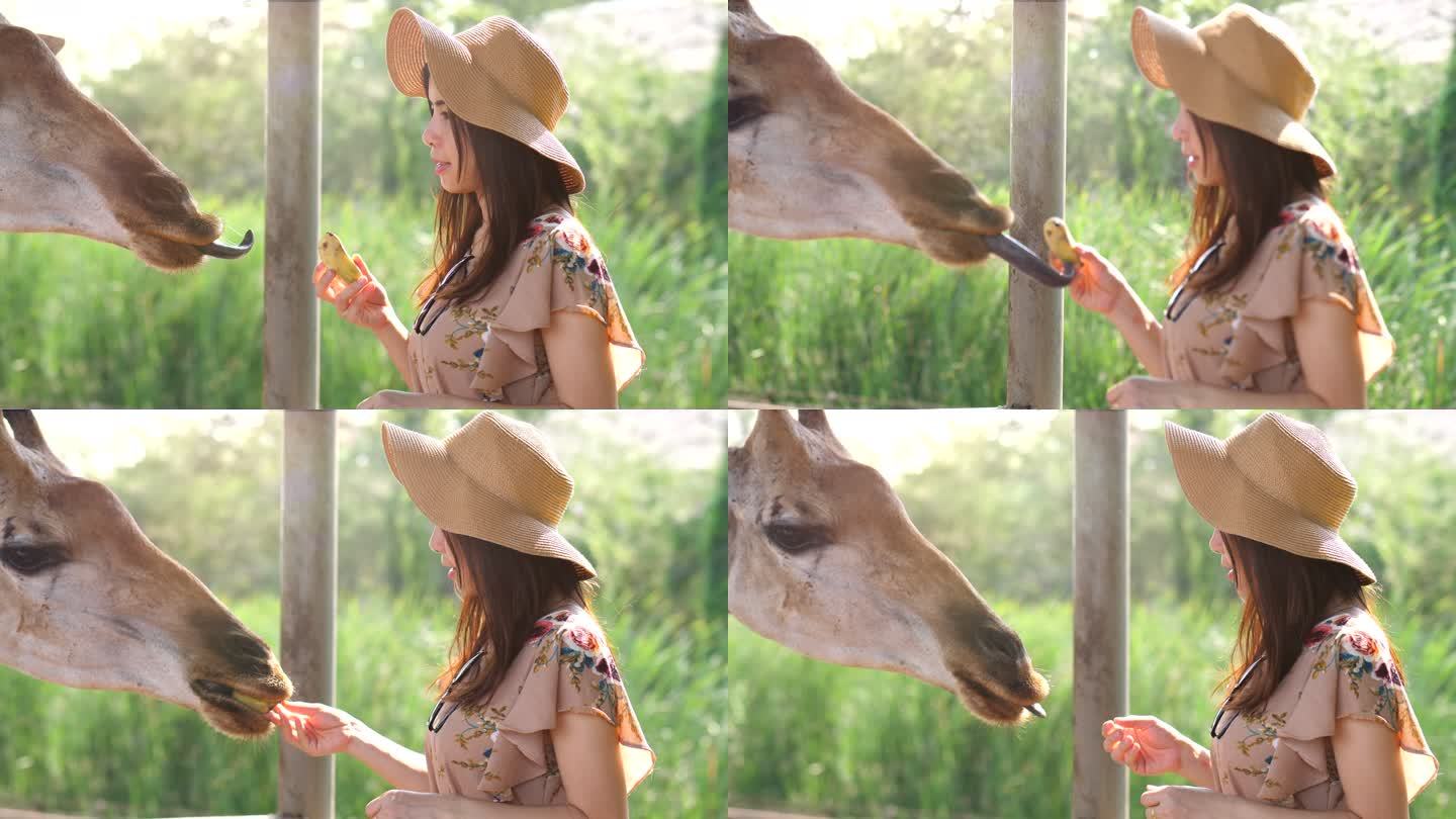 年轻女性喂养长颈鹿