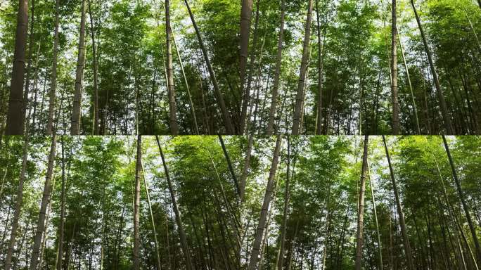 阳光下密集生长的天然竹林