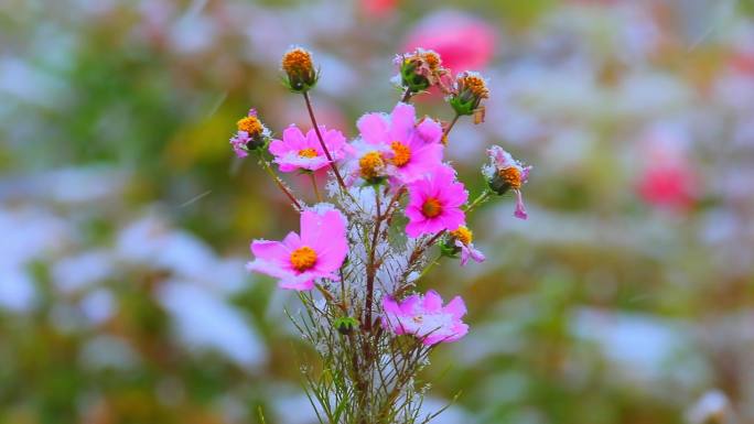 雪中花雪中月季波斯菊格桑花松树油菜花