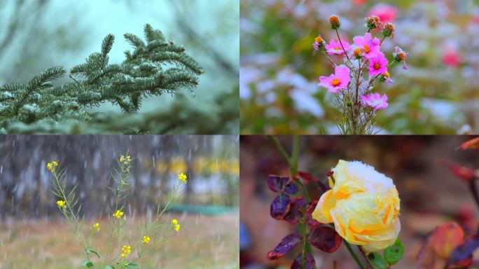 雪中花雪中月季波斯菊格桑花松树油菜花