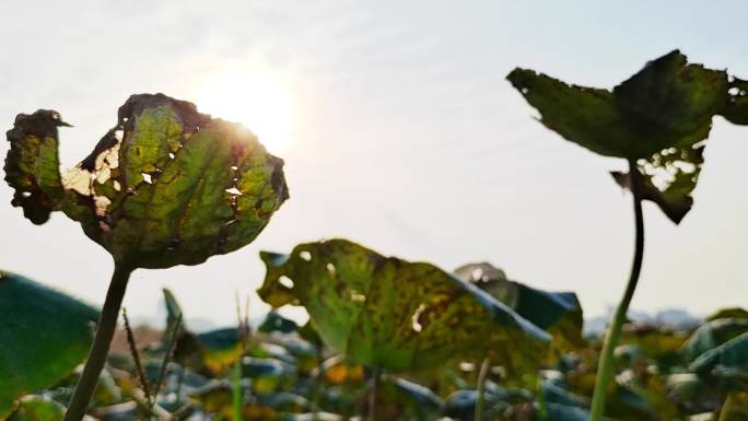 残荷藕田逆光清晨露珠水珠特写