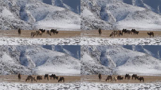 雪山下的骆驼