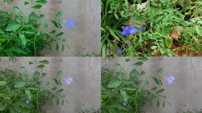 墙边的紫色小花野花