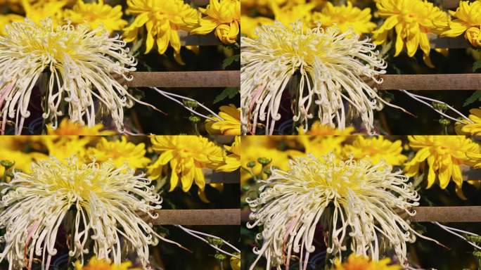 实拍唯美菊花  菊花田 菊花视频实拍素材