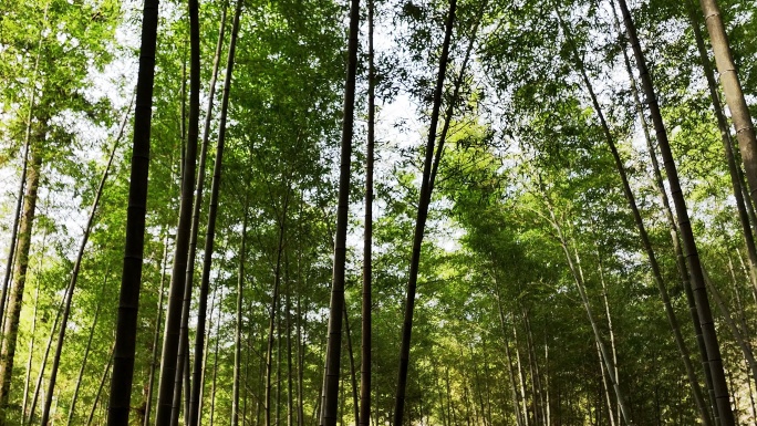 阳光下密集生长的天然竹林