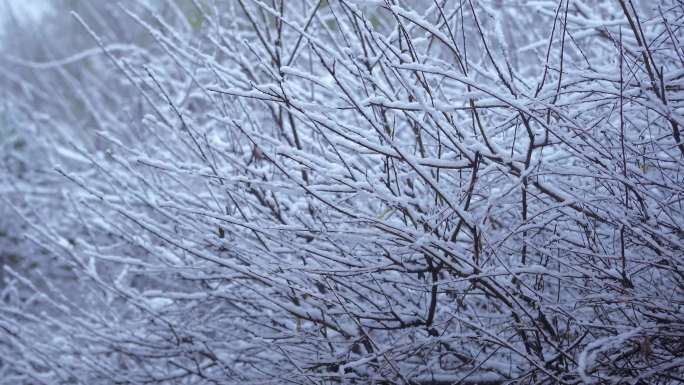 枯枝下雪冬季