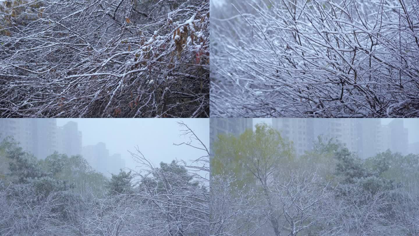 枯枝下雪冬季