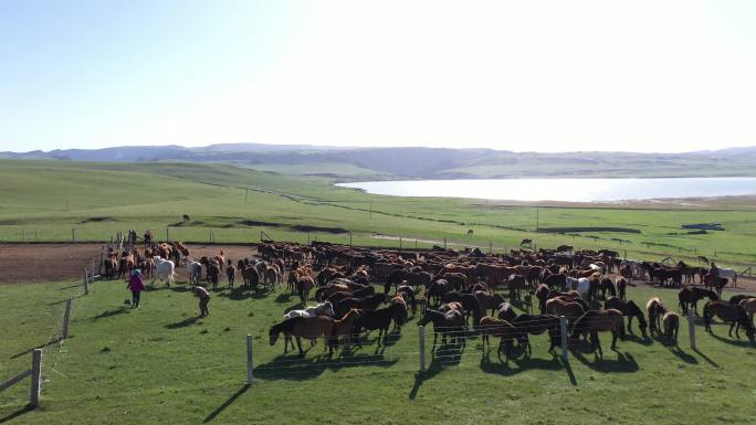 祁连山生态山丹军马场