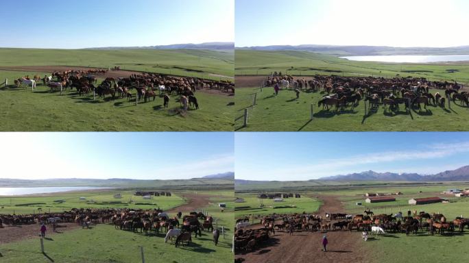 祁连山生态山丹军马场