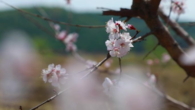 春季 春天 迎春花 水边 野花 桃花