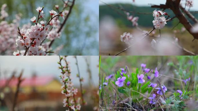 春季 春天 迎春花 水边 野花 桃花
