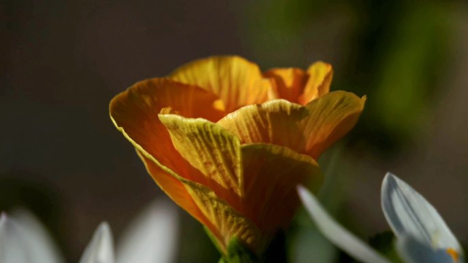 延时拍摄 木槿 扶桑花 朱槿  开花