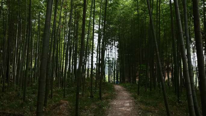 阳光下密集竹林里的小路