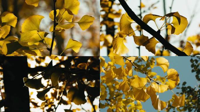 金秋十月银杏林树叶金黄，视频素材