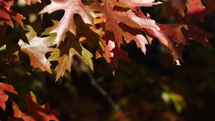 深秋时节的秋景与秋叶透过树叶的阳光树林