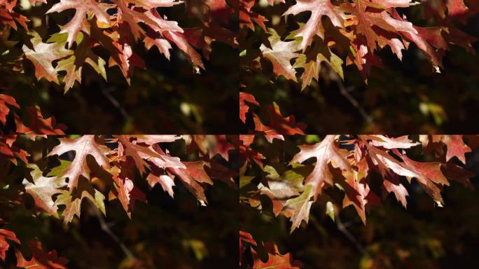 深秋时节的秋景与秋叶透过树叶的阳光树林