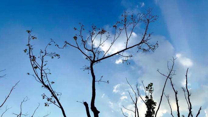 冬季干枯的树木枝头蓝天白云下