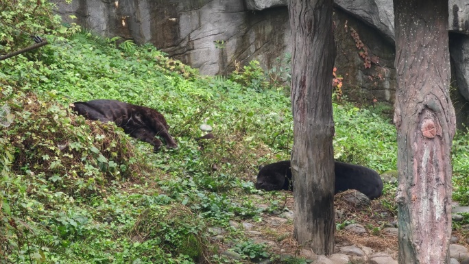 四川雅安碧峰峡野生动物园美洲豹