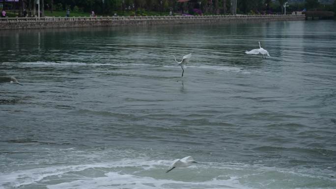 湖边白鹭捕鱼进食飞翔4K素材