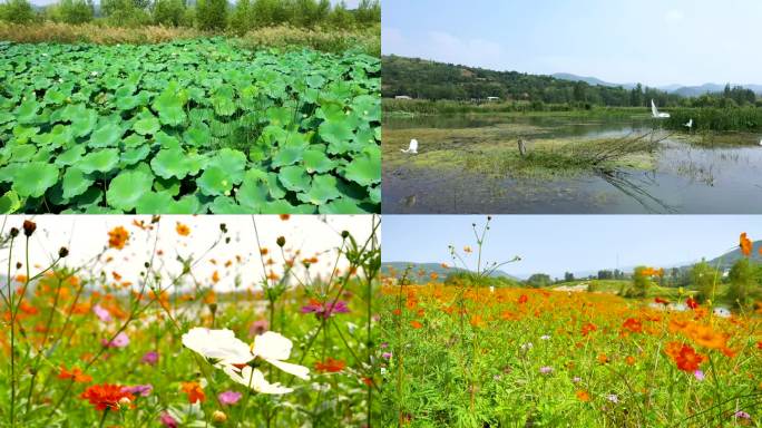 淅川丹江湿地景色