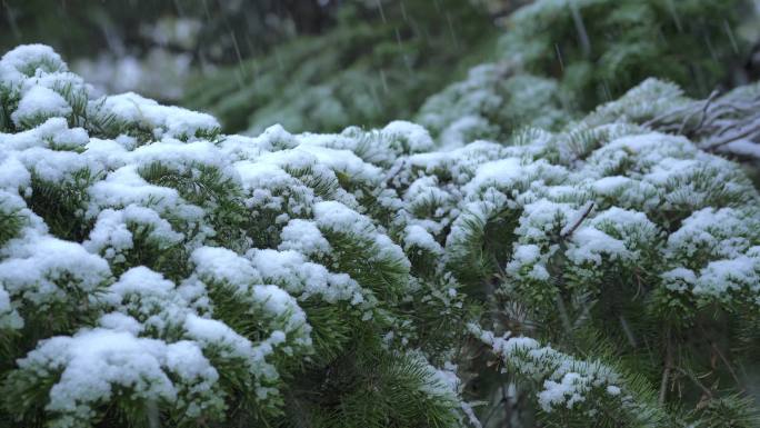 松柏下雪冬季