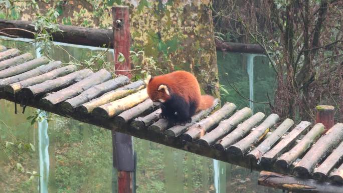 四川雅安碧峰峡野生动物园小熊猫