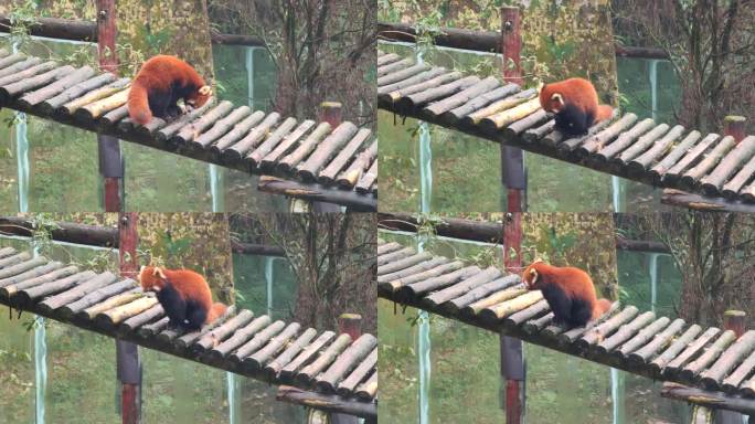 四川雅安碧峰峡野生动物园小熊猫
